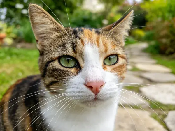 花园石板路上三色短毛家猫特写