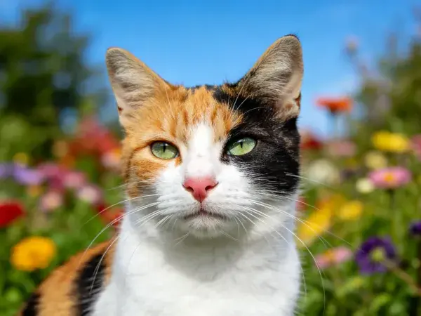 花园中三色短毛家猫特写