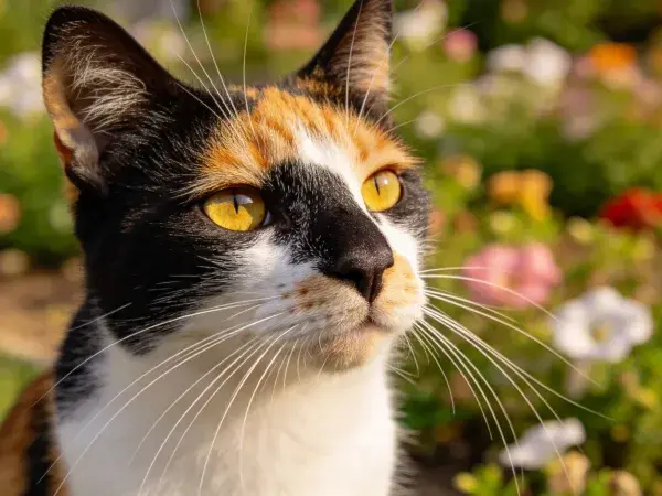 三色短毛家猫在花园中观察景象