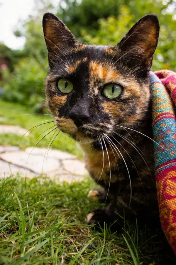玳瑁猫在花园草地旁的彩色织物处