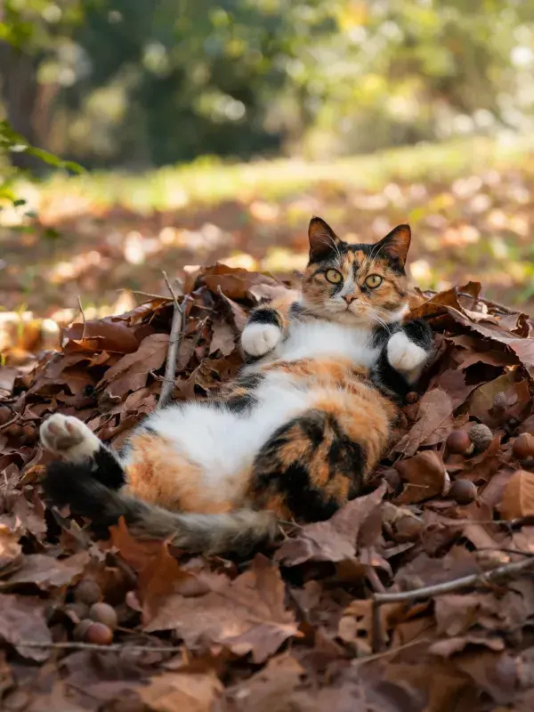 三色短毛猫在落叶堆上的休闲状态