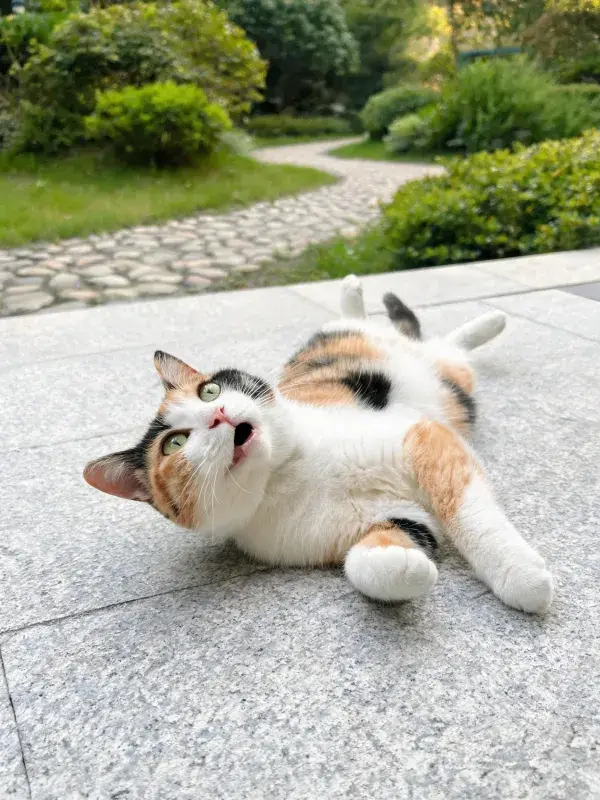露天花园里的三色短毛家猫