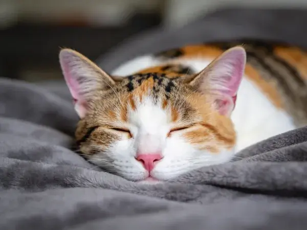 灰色织物上休息的三色短毛家猫
