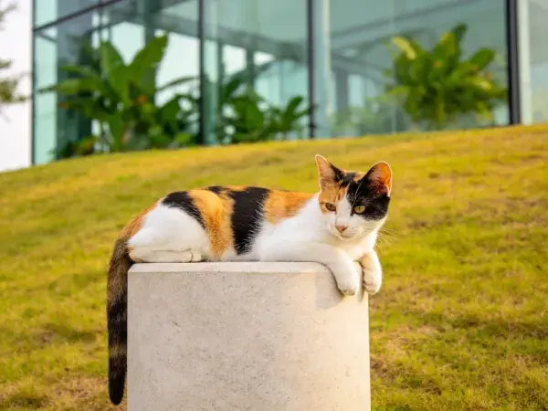 现代建筑旁草地上的三色短毛家猫