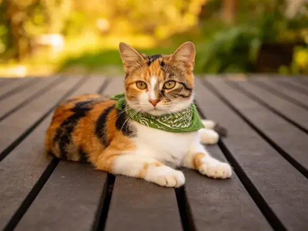 木质平台上戴绿色围巾的三色短毛家猫