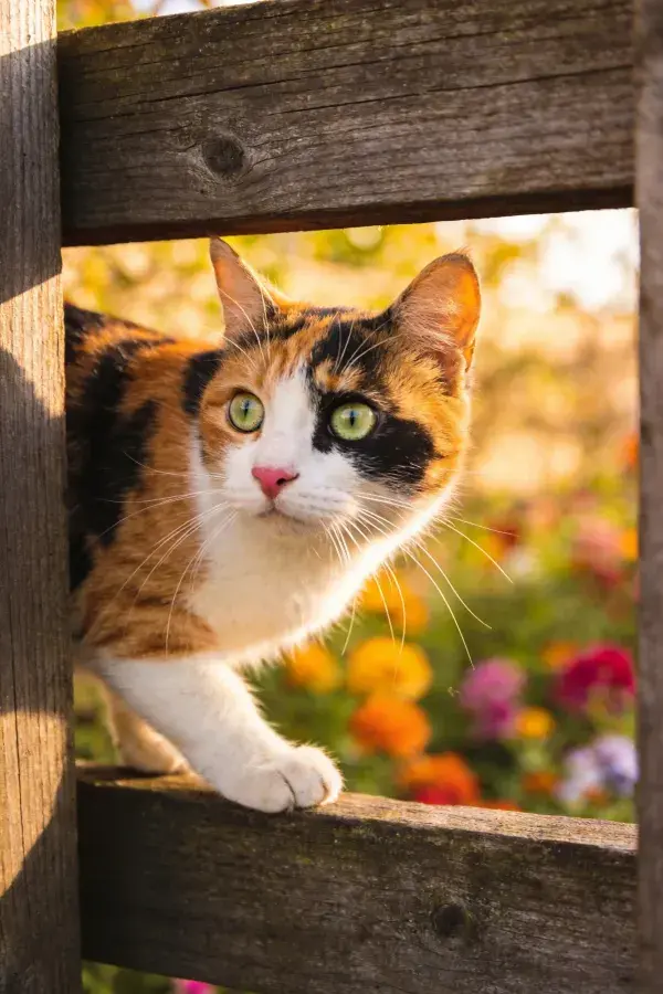 三色短毛家猫倚木栅栏眺望花园