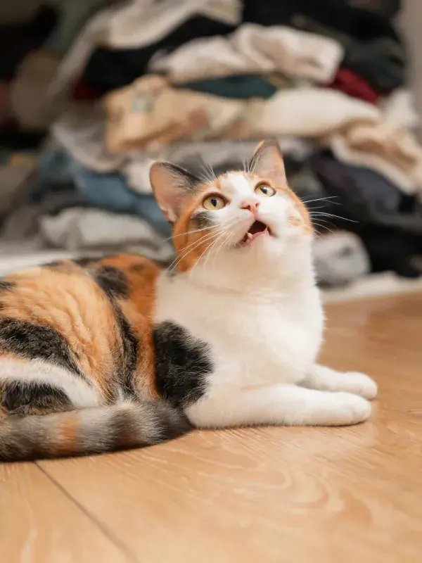 三色短毛家猫在木质地板上的姿态