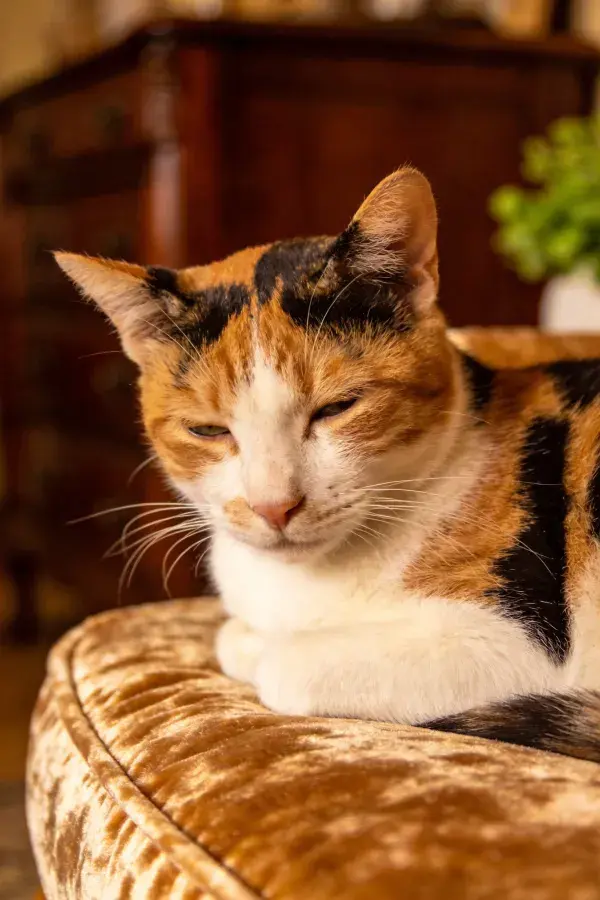 室内暖光下短毛三色家猫休憩