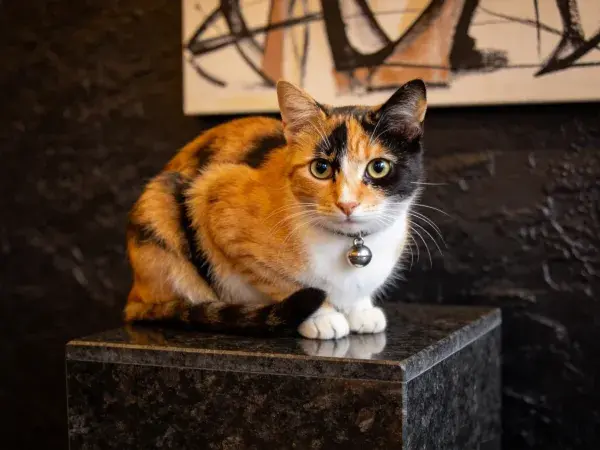 三色短毛家猫于石质平台上的姿态