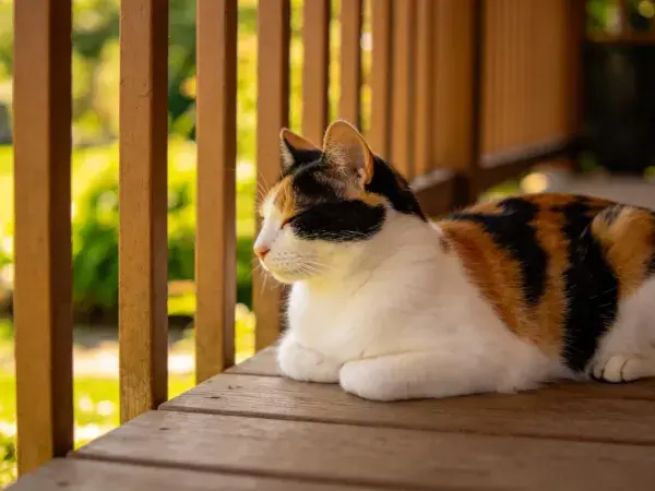 三色短毛家猫在木质露台的休憩场景