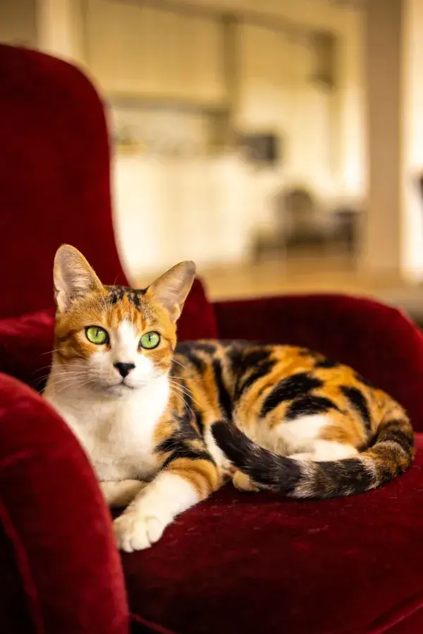 室内红色座椅上的三色短毛猫