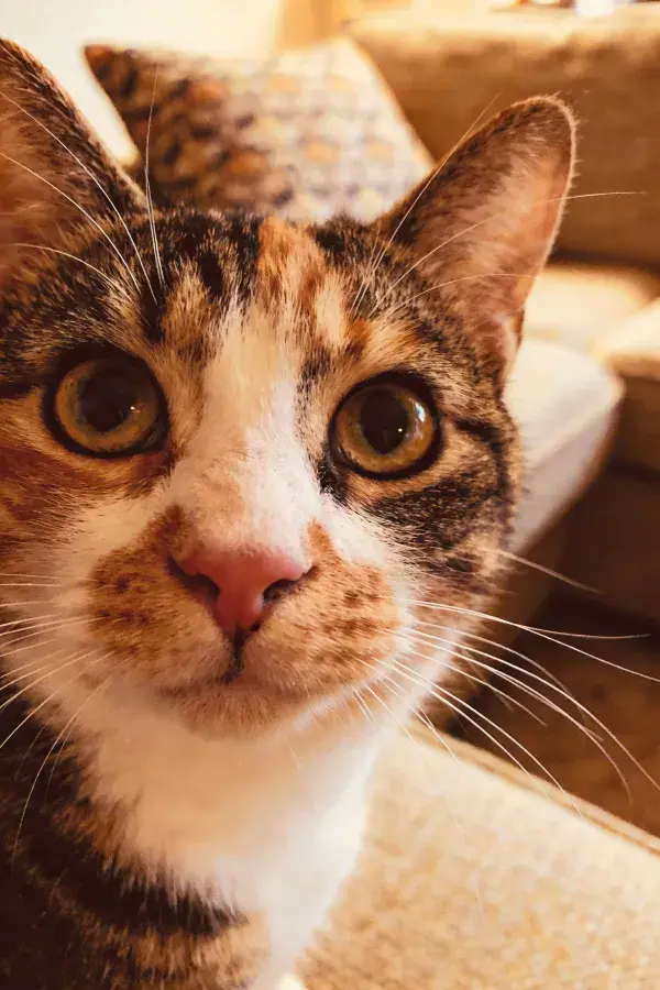 露出正脸的三色短毛猫凝视瞬间