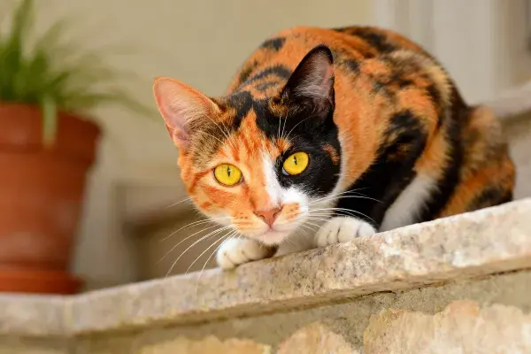 三色短毛家猫前倾观察