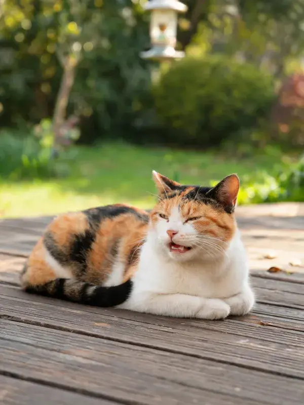 庭院木平台上的三色短毛猫