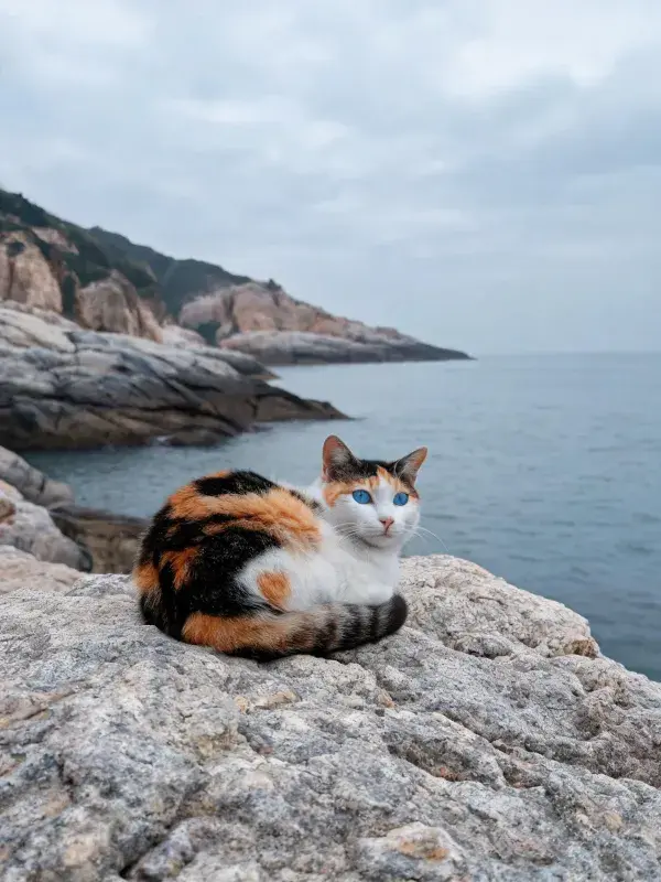 三色短毛家猫于岩石海岸的观察姿态