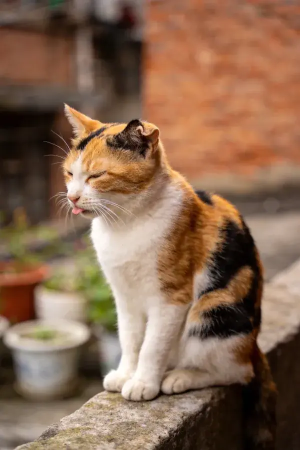 三色短毛家猫舔唇坐石栏