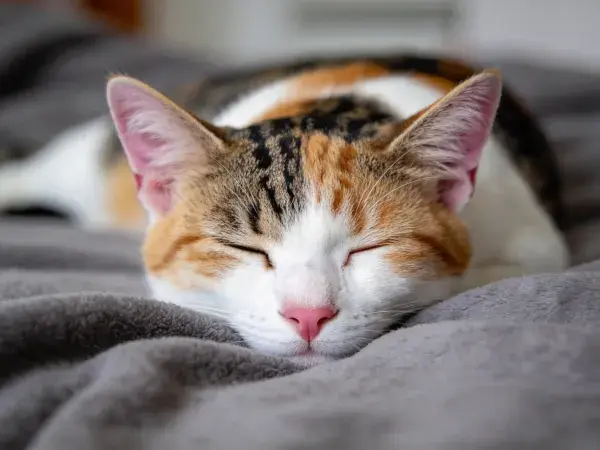 三色短毛家猫在灰色毯面上的休息场景
