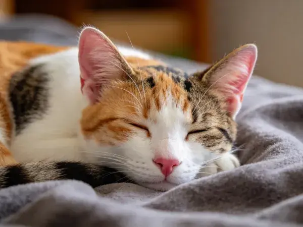 三色短毛家猫在柔软织物上的休憩场景