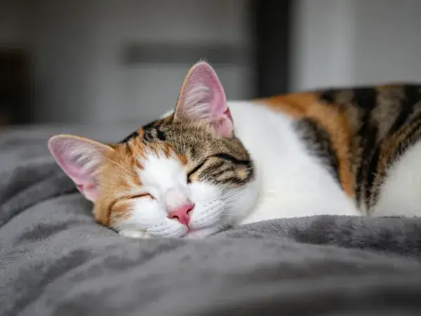 橙黑白相间的短毛家猫躺卧休息场景