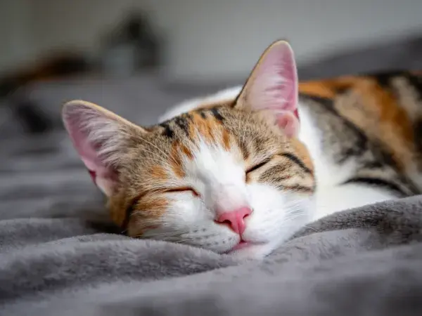 三色短毛家猫安静睡卧于灰色毯面
