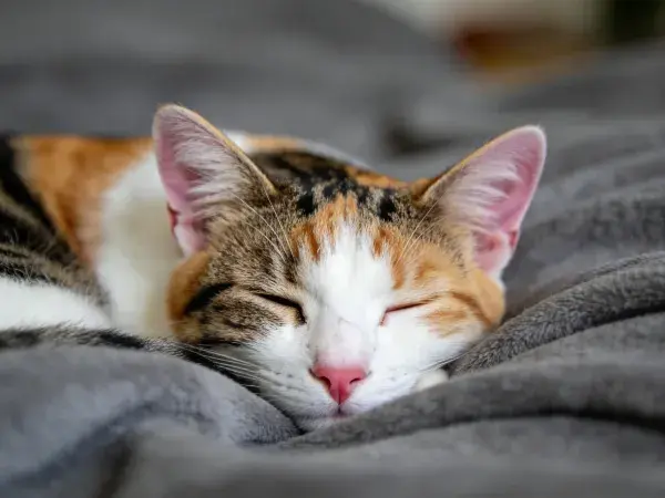 三色短毛家猫安静地休息