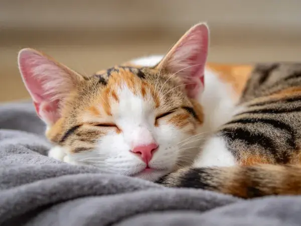 室内暖光下的三色短毛家猫休憩图