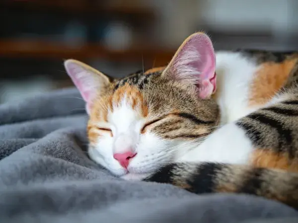 室内暖光下休憩的三色短毛家猫