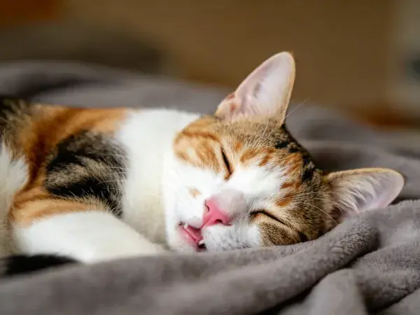 三色短毛猫在灰色毛毯上的特写