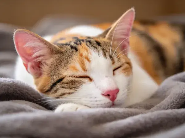 环境中休息的三色短毛家猫