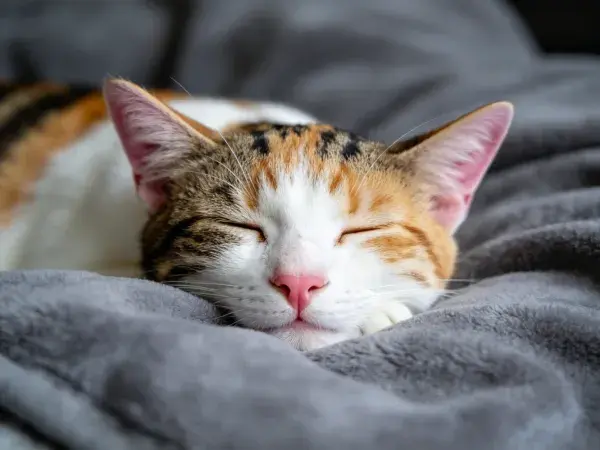 灰毯上的三色短毛家猫休憩场景