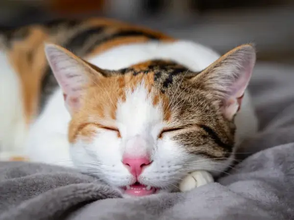 三色短毛家猫在柔软织物上休息的场景