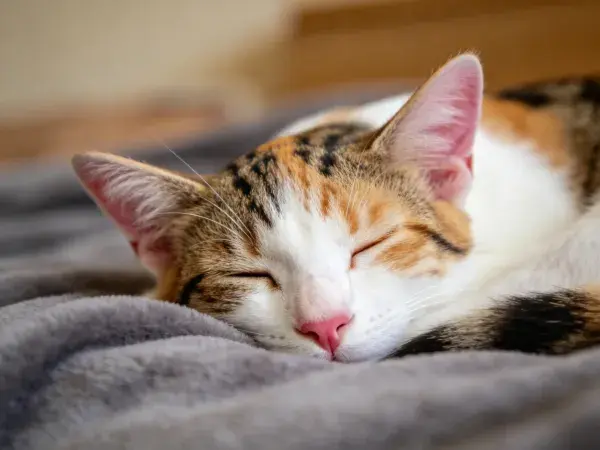 三色短毛家猫在毯子上安睡