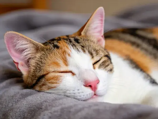 室内柔软毯面休息的三色猫