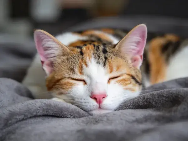 灰色毯子上的闭眼短毛三色猫