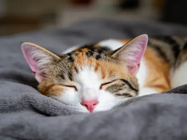 三色短毛猫在灰色毯子上的睡姿特写