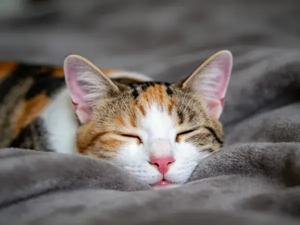 室内毯面休息的三色短毛家猫