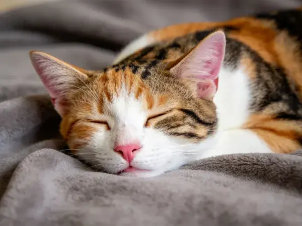 灰色毯面之上休息的三色短毛家猫