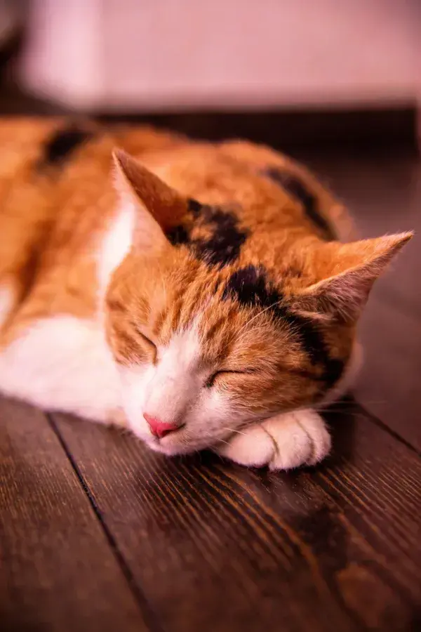 木质地板上休息的三色短毛家猫