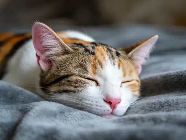 三色短毛家猫闭眼休息在灰色毛毯上