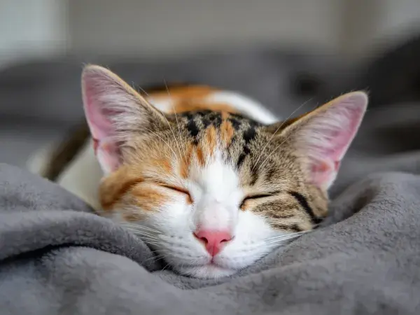 三色短毛家猫闭眼休憩