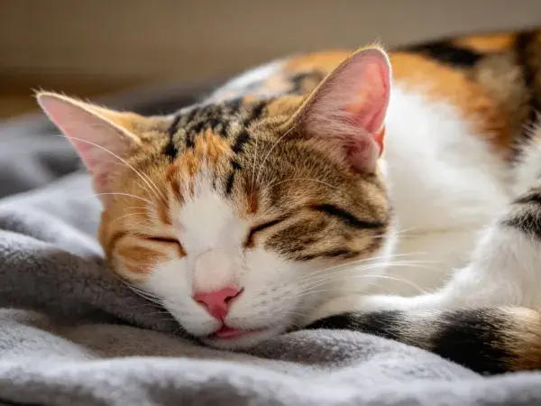 灰色毯子上的三色短毛家猫休息场景