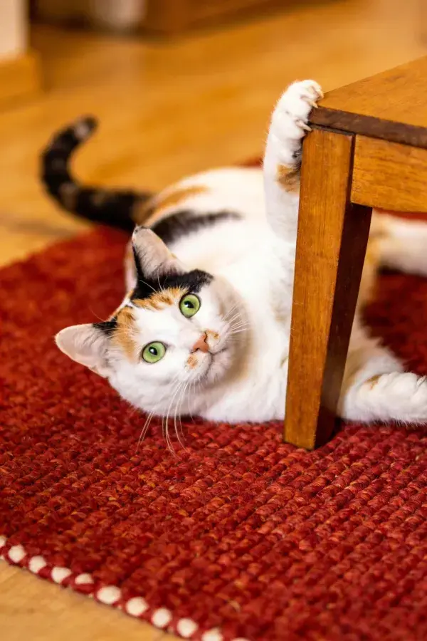 三色短毛家猫依木桌躺卧地毯上