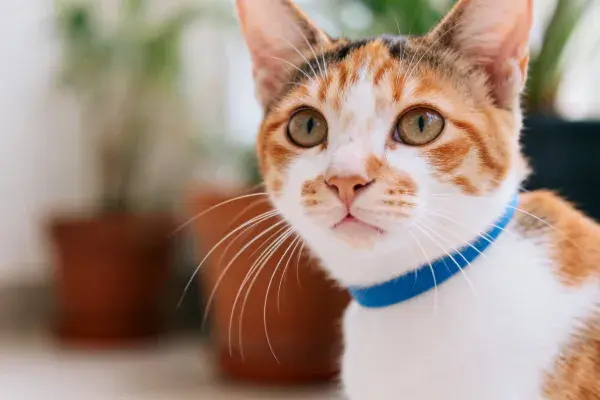 橘白黑三色家猫带蓝色项圈的特写