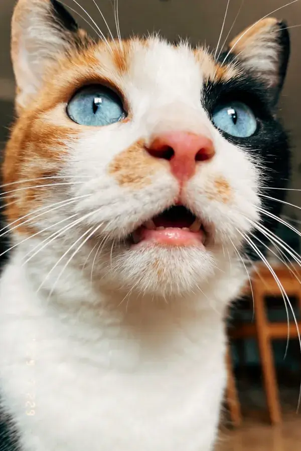 三色短毛家猫凝视瞬间