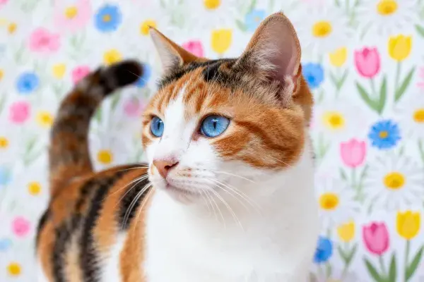 三色短毛家猫在花卉背景前的状态