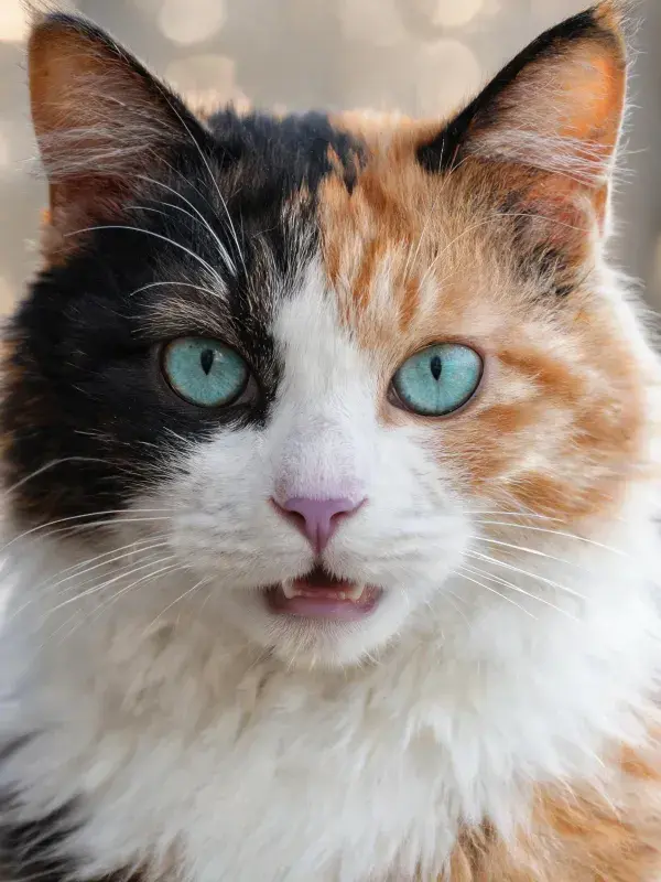 三色短毛家猫近距离特写画面
