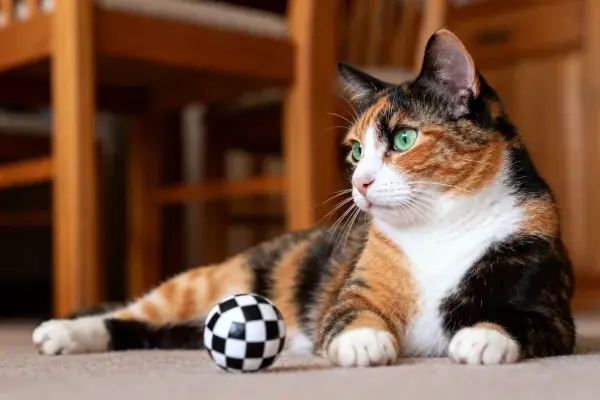 三色短毛家猫在室内地毯上的状态捕捉