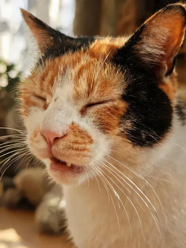 三色短毛家猫的休憩特写