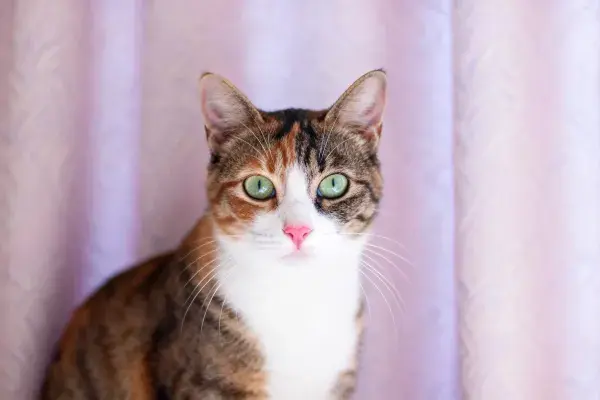 浅紫窗帘前的三色短毛家猫