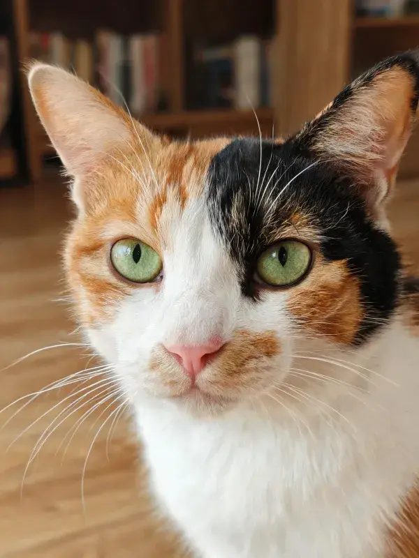 室内环境中三色短毛猫注视镜头的画面
